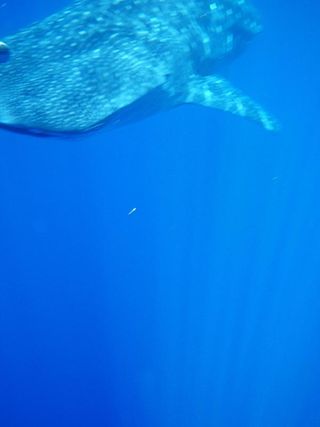 Illustration for article titled Review: Pentax W60 Waterproof Camera Catching Whale Sharks